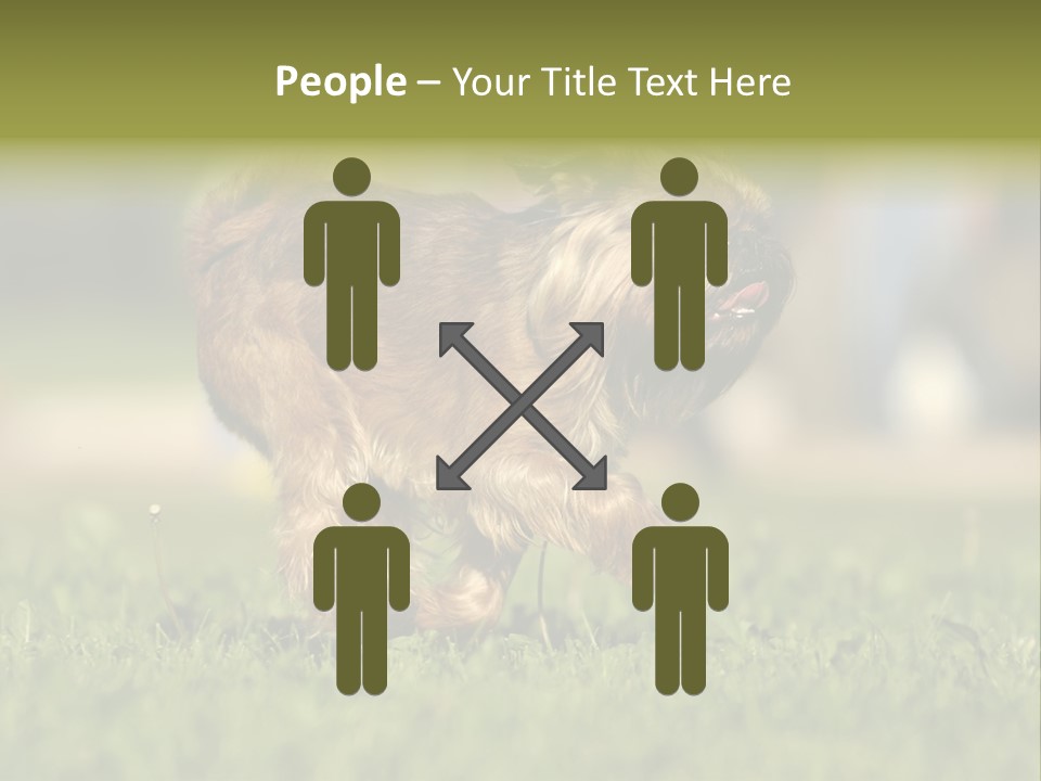 Small Brabant Griffonon PowerPoint Template