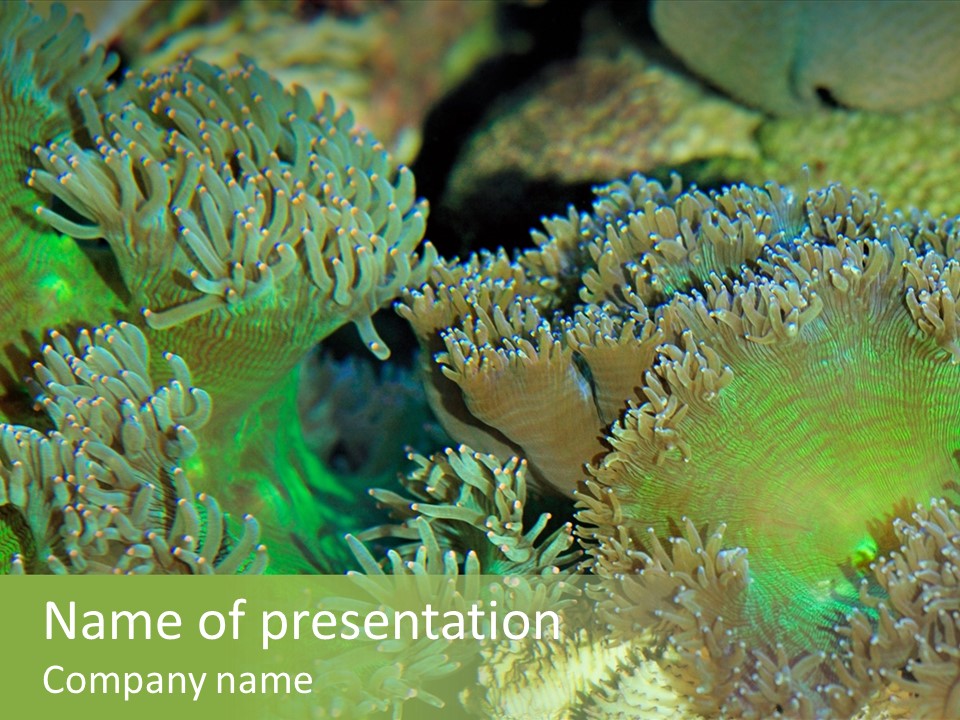 Soft Focus Shot For Beautiful Flourescent Anemone And Corals Background PowerPoint Template