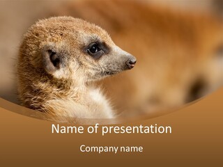 Close Up Of A Cute Meerkat (Suricata Suricatta) PowerPoint Template