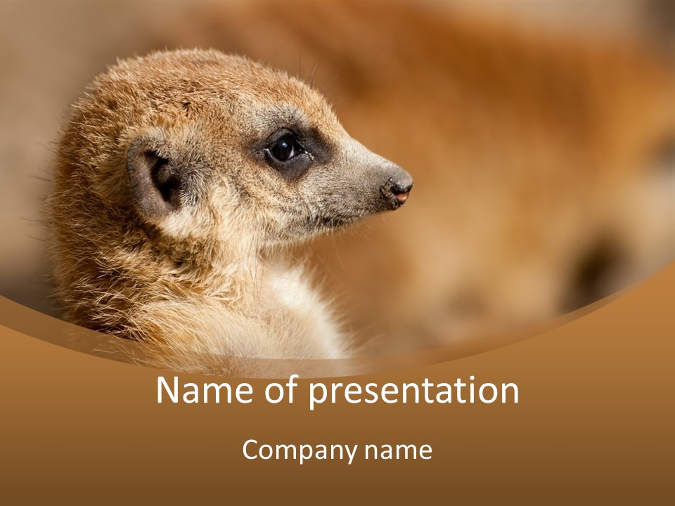 Close Up Of A Cute Meerkat (Suricata Suricatta) PowerPoint Template