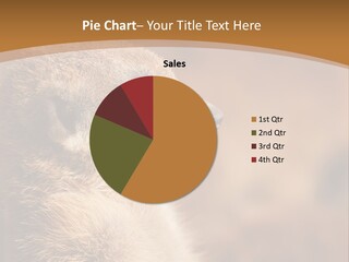 Close Up Of A Cute Meerkat (Suricata Suricatta) PowerPoint Template