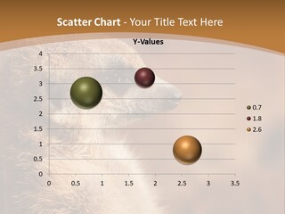 Close Up Of A Cute Meerkat (Suricata Suricatta) PowerPoint Template