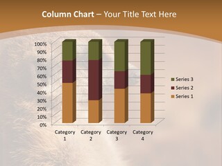 Close Up Of A Cute Meerkat (Suricata Suricatta) PowerPoint Template