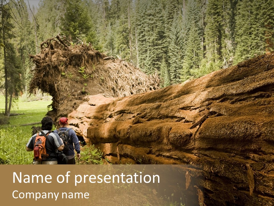 Men Hiking Along Fallen Redwood Tree In Sequoia National Park PowerPoint Template