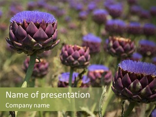 A Field Of Bloomed Artichokes PowerPoint Template