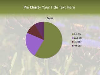 A Field Of Bloomed Artichokes PowerPoint Template