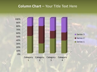 A Field Of Bloomed Artichokes PowerPoint Template