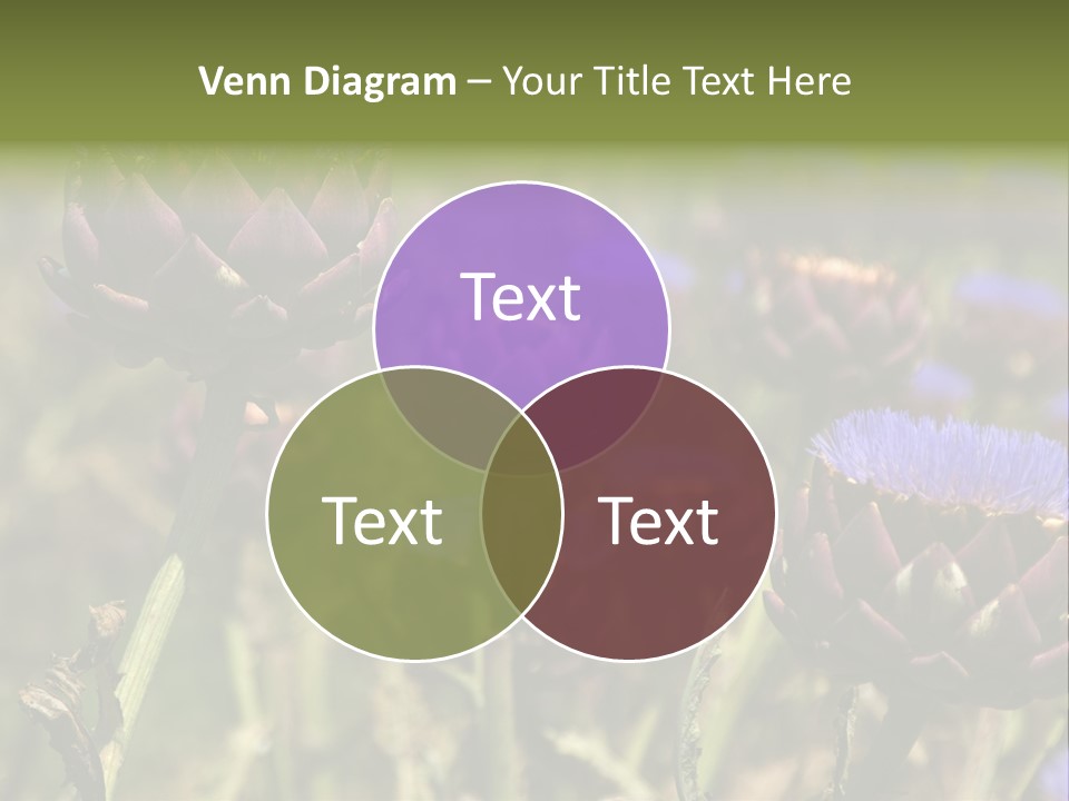 A Field Of Bloomed Artichokes PowerPoint Template