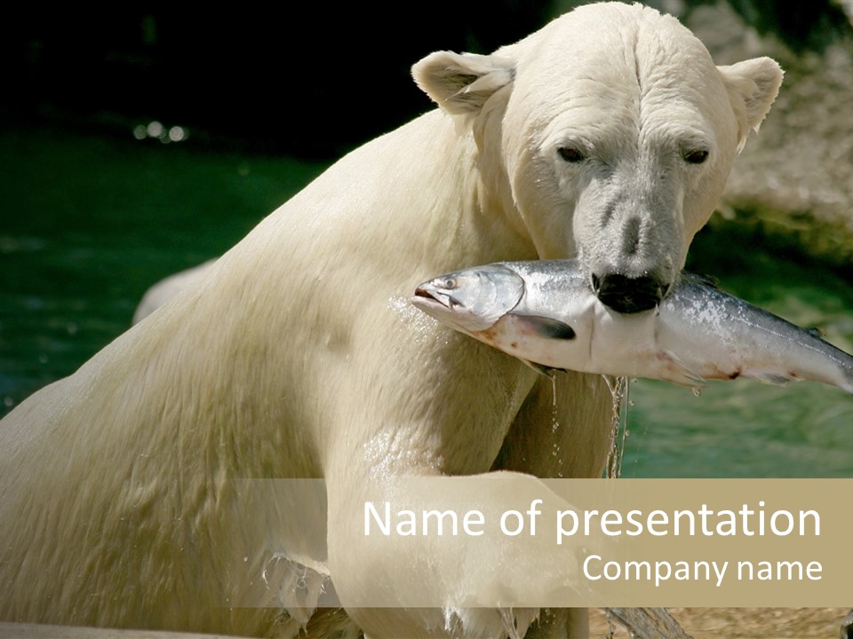 An Adult Female Polar Bear Emerging From The Water With A Fish PowerPoint Template