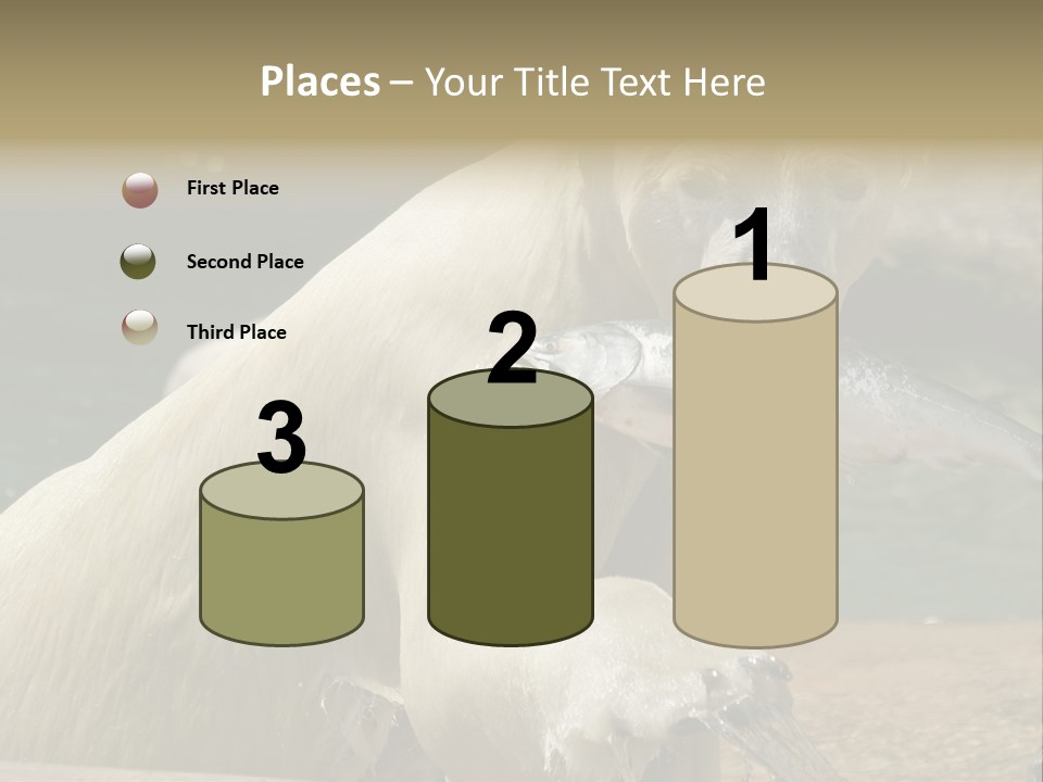 An Adult Female Polar Bear Emerging From The Water With A Fish PowerPoint Template