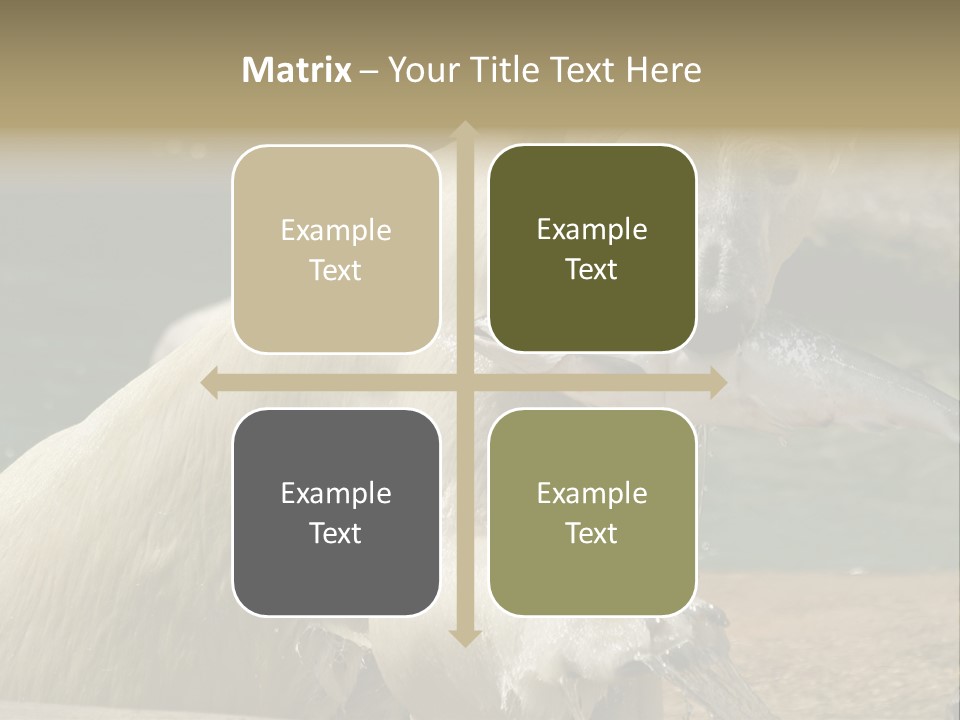 An Adult Female Polar Bear Emerging From The Water With A Fish PowerPoint Template