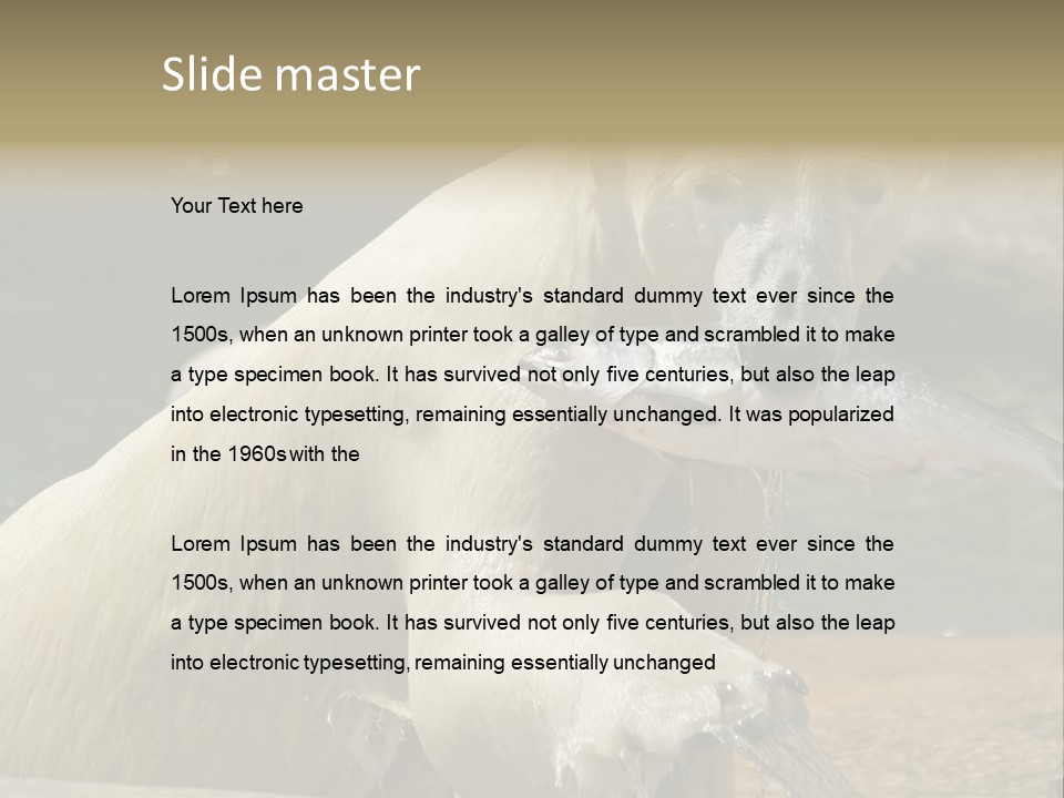 An Adult Female Polar Bear Emerging From The Water With A Fish PowerPoint Template