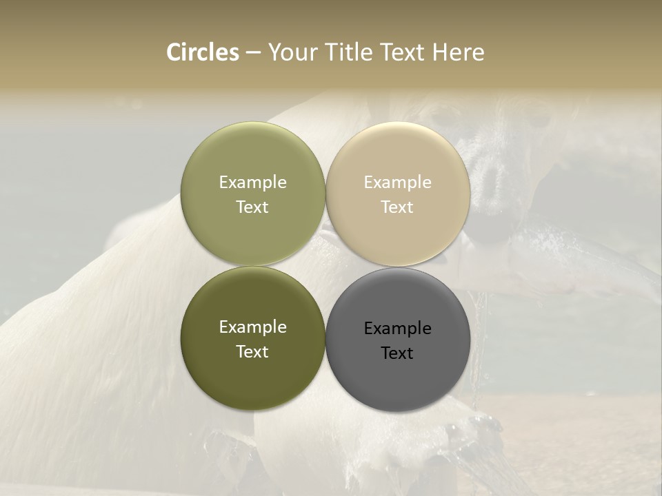 An Adult Female Polar Bear Emerging From The Water With A Fish PowerPoint Template