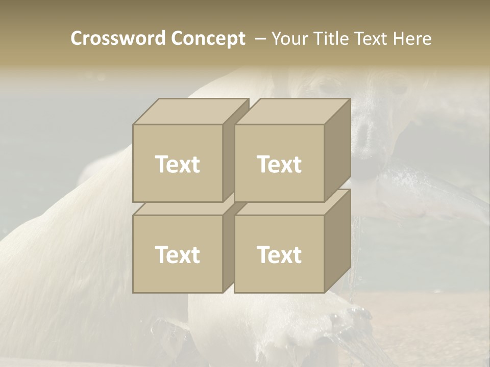 An Adult Female Polar Bear Emerging From The Water With A Fish PowerPoint Template