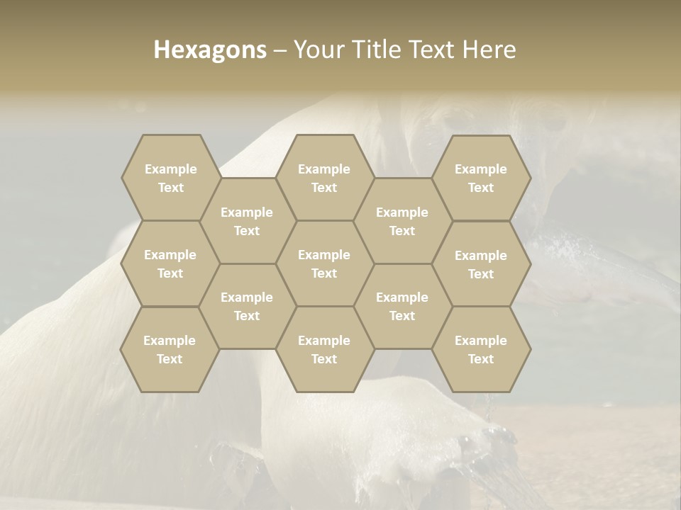 An Adult Female Polar Bear Emerging From The Water With A Fish PowerPoint Template