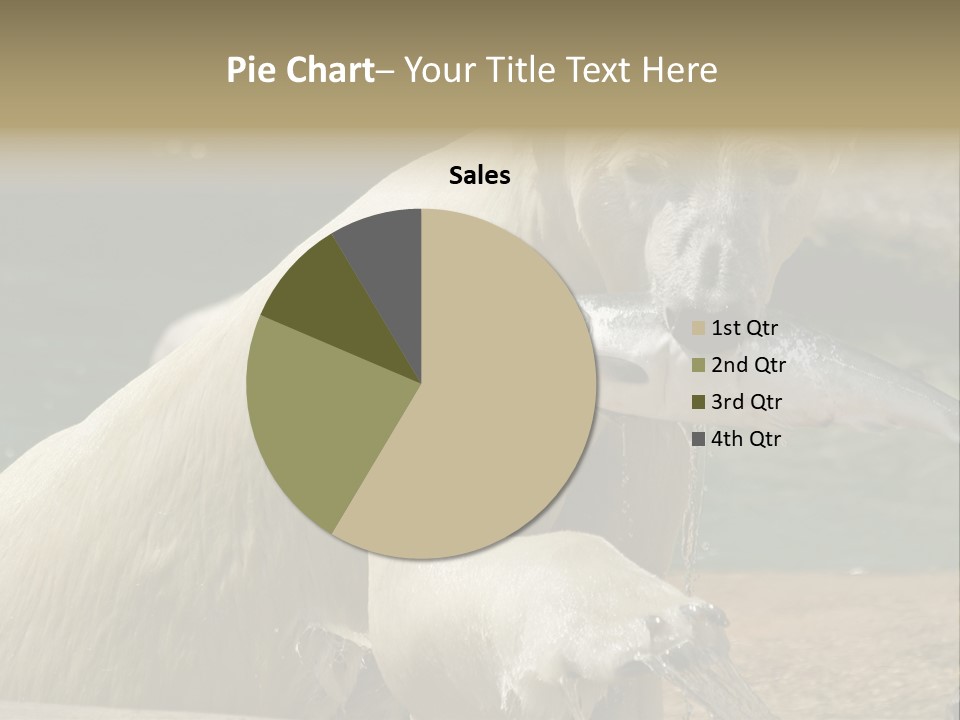 An Adult Female Polar Bear Emerging From The Water With A Fish PowerPoint Template