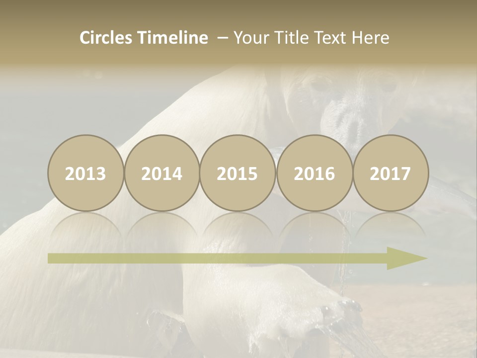 An Adult Female Polar Bear Emerging From The Water With A Fish PowerPoint Template