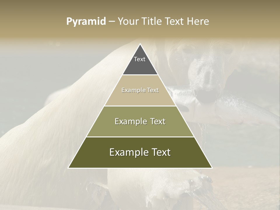 An Adult Female Polar Bear Emerging From The Water With A Fish PowerPoint Template