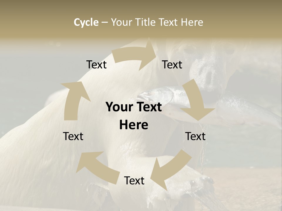 An Adult Female Polar Bear Emerging From The Water With A Fish PowerPoint Template