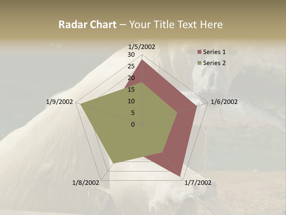 An Adult Female Polar Bear Emerging From The Water With A Fish PowerPoint Template