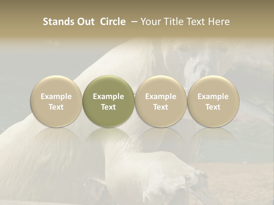 An Adult Female Polar Bear Emerging From The Water With A Fish PowerPoint Template