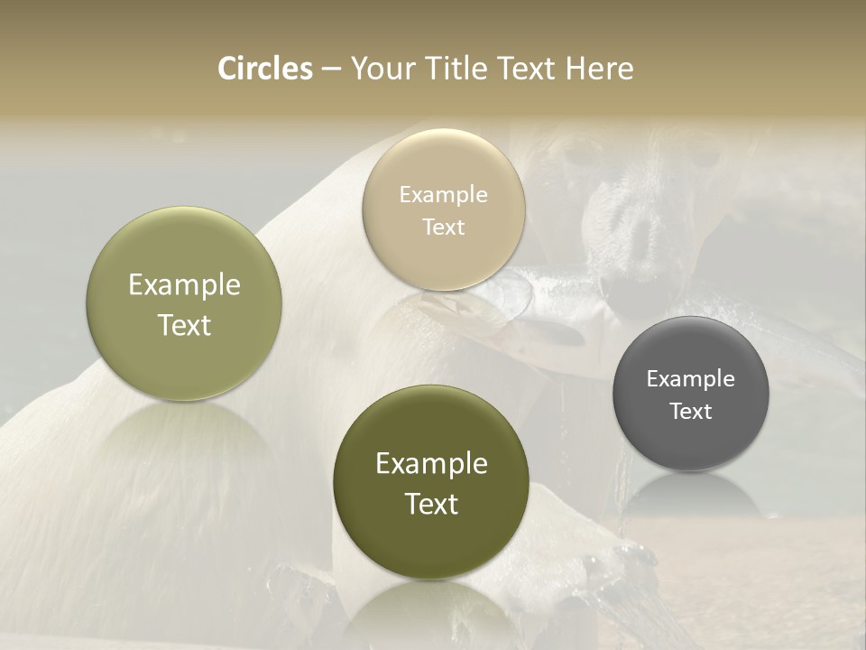 An Adult Female Polar Bear Emerging From The Water With A Fish PowerPoint Template