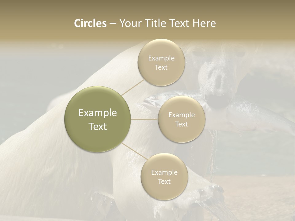 An Adult Female Polar Bear Emerging From The Water With A Fish PowerPoint Template