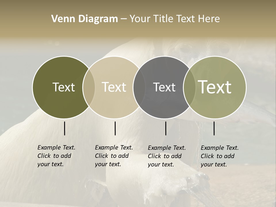 An Adult Female Polar Bear Emerging From The Water With A Fish PowerPoint Template