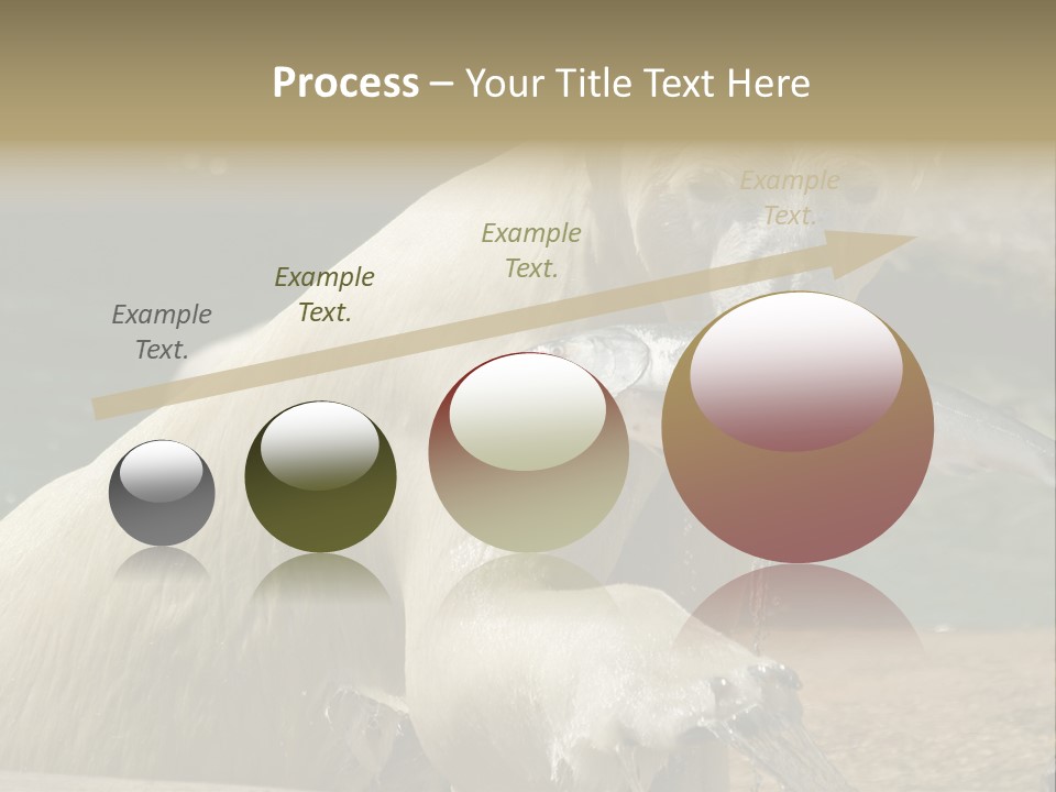 An Adult Female Polar Bear Emerging From The Water With A Fish PowerPoint Template