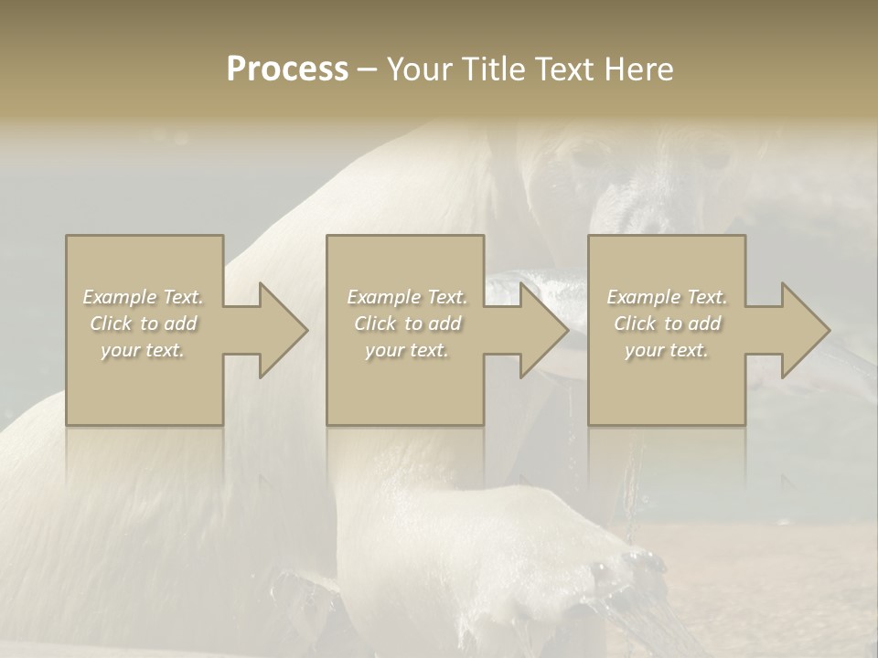 An Adult Female Polar Bear Emerging From The Water With A Fish PowerPoint Template