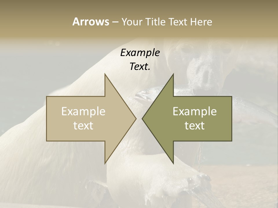 An Adult Female Polar Bear Emerging From The Water With A Fish PowerPoint Template