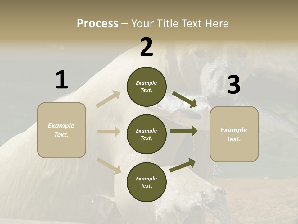 An Adult Female Polar Bear Emerging From The Water With A Fish PowerPoint Template