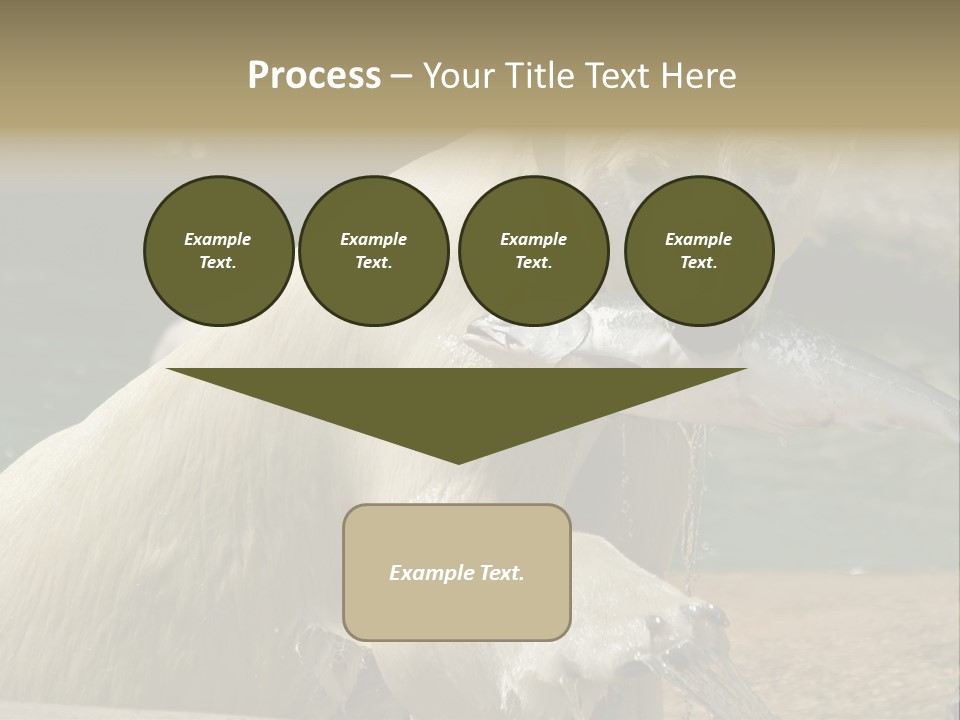 An Adult Female Polar Bear Emerging From The Water With A Fish PowerPoint Template