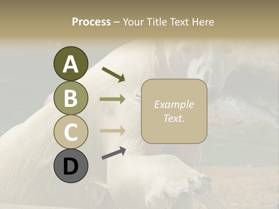 An Adult Female Polar Bear Emerging From The Water With A Fish PowerPoint Template