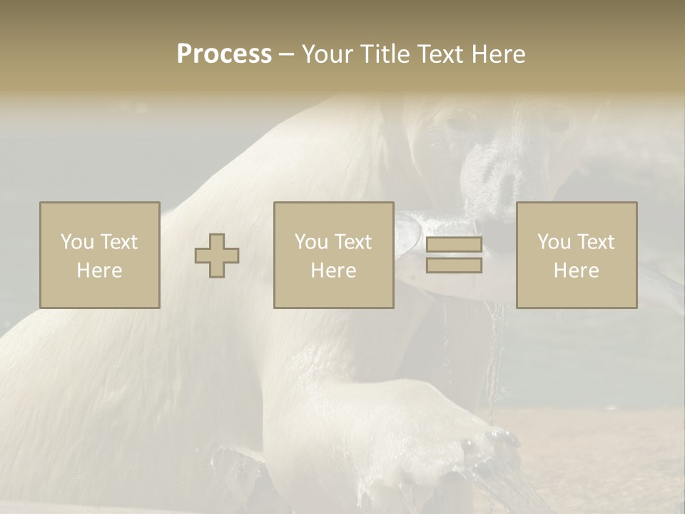 An Adult Female Polar Bear Emerging From The Water With A Fish PowerPoint Template