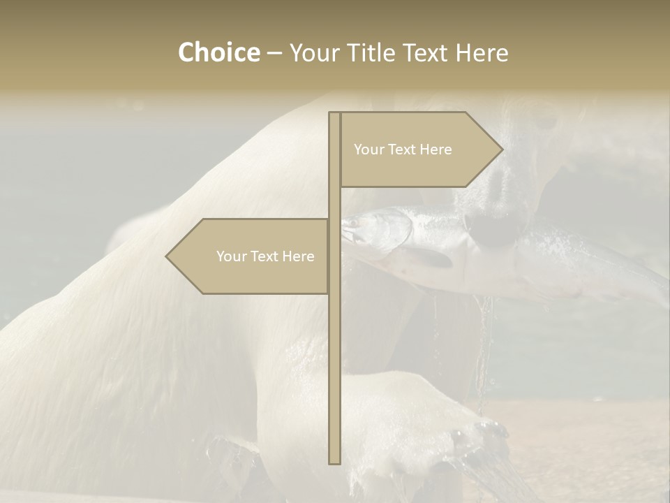 An Adult Female Polar Bear Emerging From The Water With A Fish PowerPoint Template