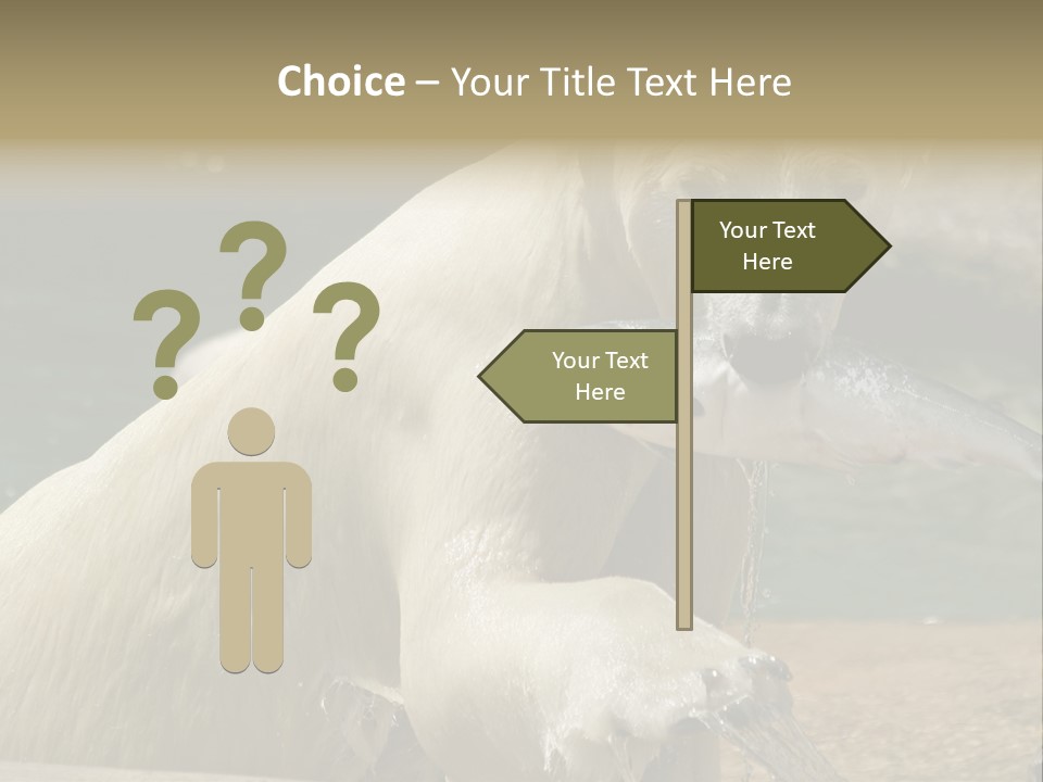 An Adult Female Polar Bear Emerging From The Water With A Fish PowerPoint Template