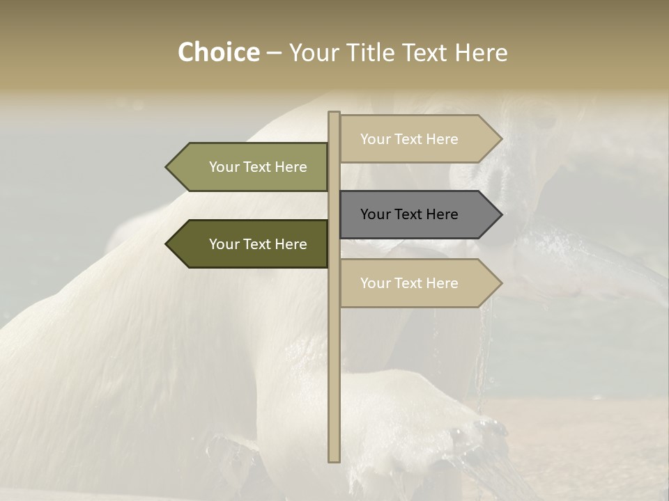 An Adult Female Polar Bear Emerging From The Water With A Fish PowerPoint Template