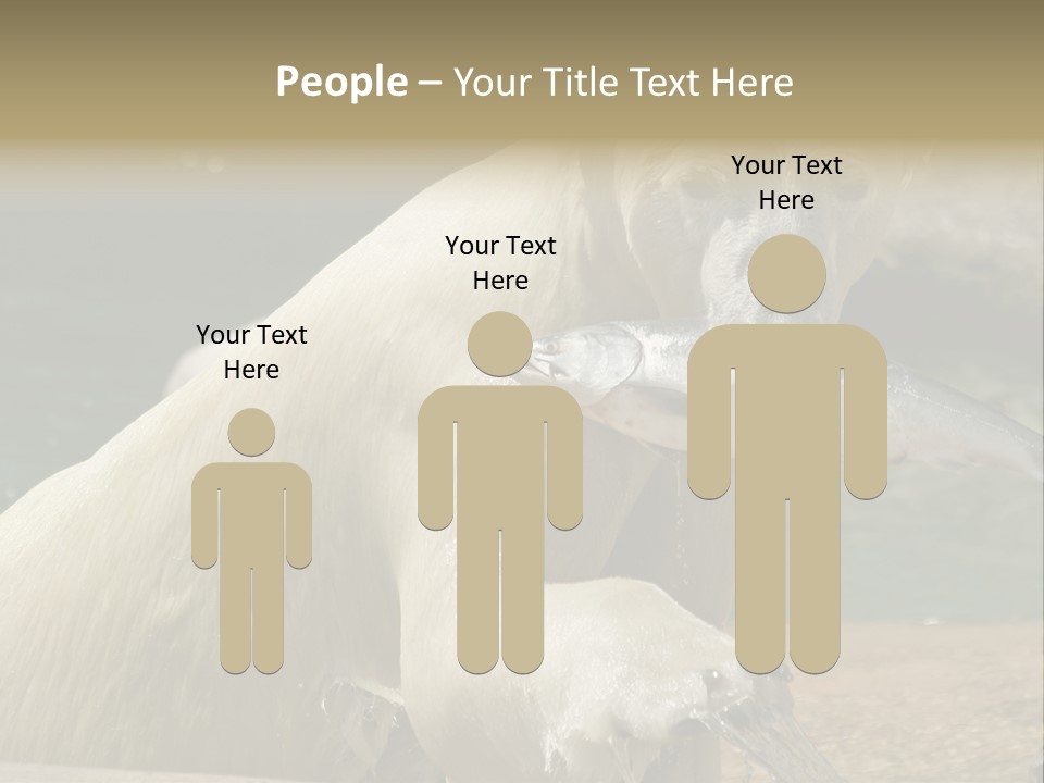 An Adult Female Polar Bear Emerging From The Water With A Fish PowerPoint Template