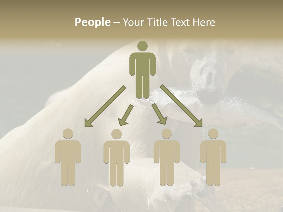 An Adult Female Polar Bear Emerging From The Water With A Fish PowerPoint Template