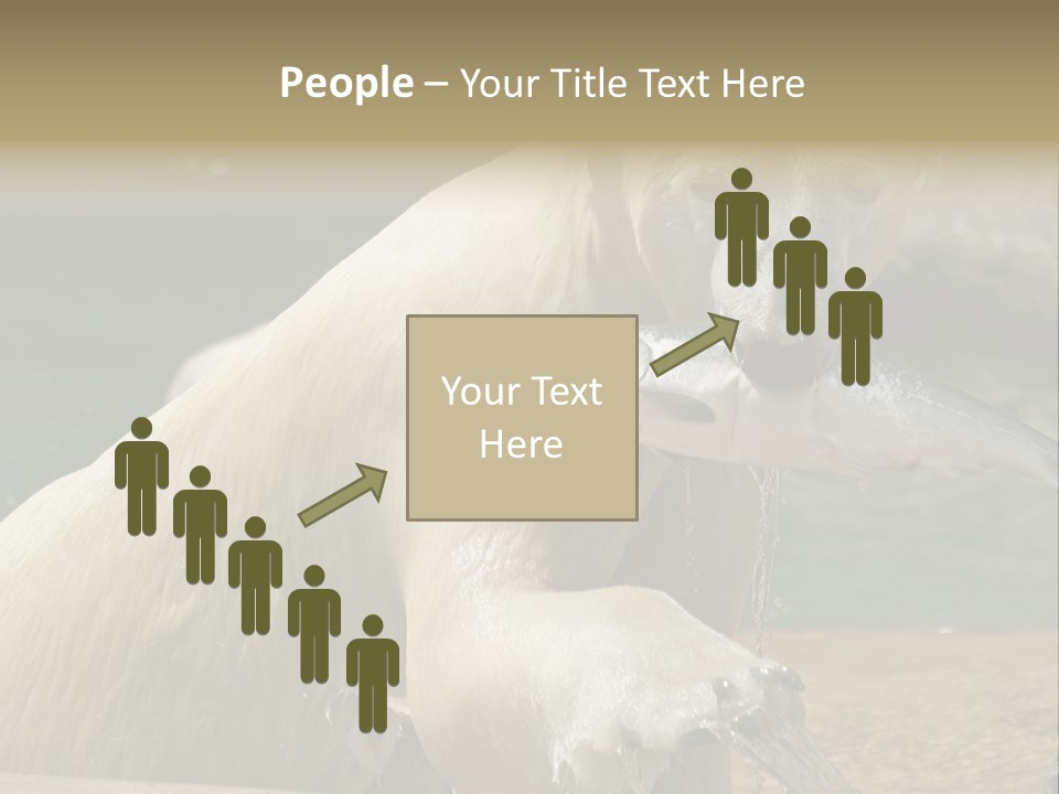 An Adult Female Polar Bear Emerging From The Water With A Fish PowerPoint Template