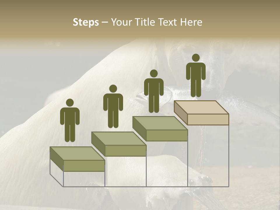 An Adult Female Polar Bear Emerging From The Water With A Fish PowerPoint Template