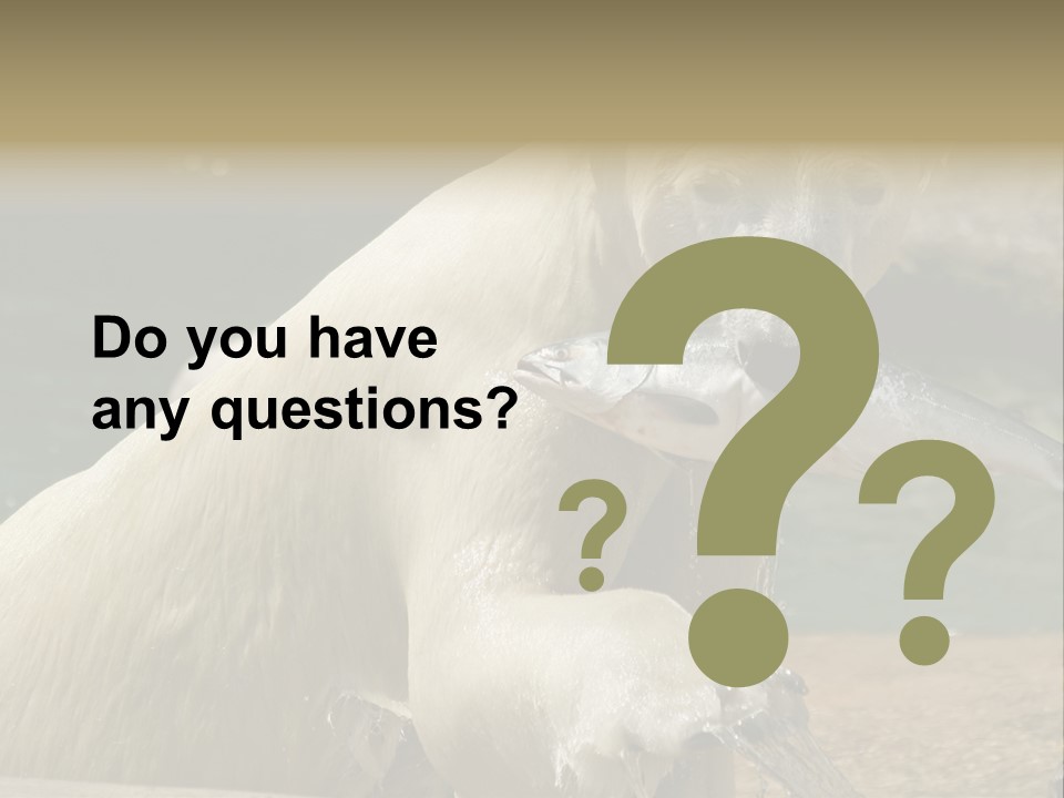 An Adult Female Polar Bear Emerging From The Water With A Fish PowerPoint Template