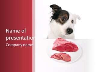 Dog And Meat PowerPoint Template