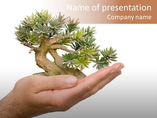 Palm With Tree PowerPoint Template
