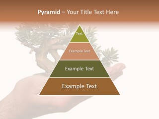 Palm With Tree PowerPoint Template