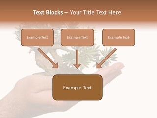 Palm With Tree PowerPoint Template