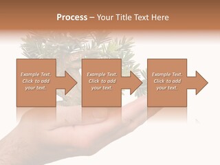 Palm With Tree PowerPoint Template