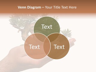 Palm With Tree PowerPoint Template