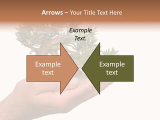 Palm With Tree PowerPoint Template